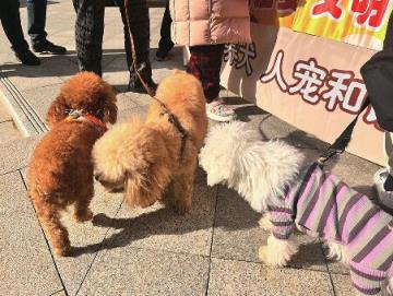 济南支持和鼓励养犬协会等依法设立犬只收容场所、政府购买犬只收容留检服务……